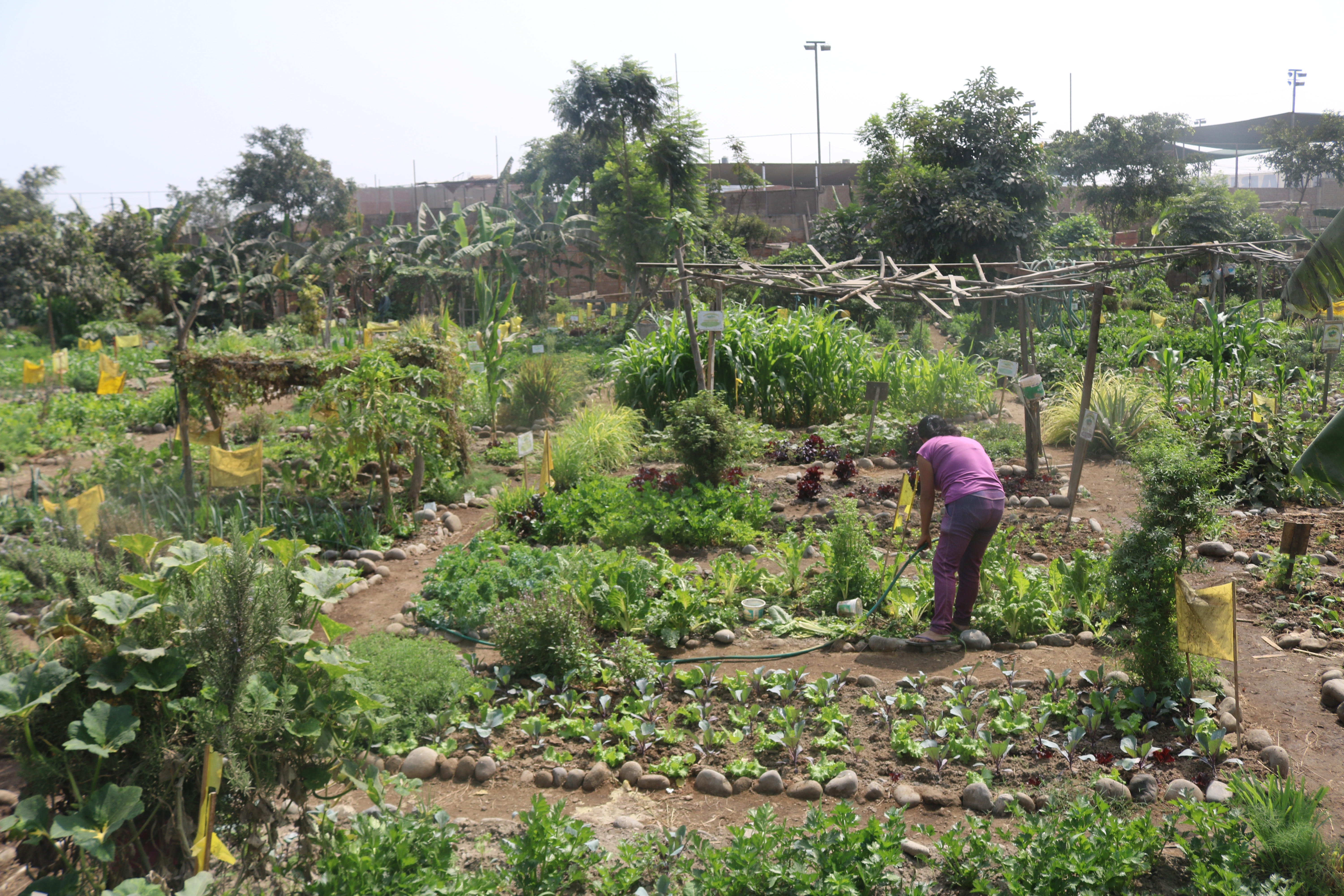 En pequeños bio huertos, mujeres de Comas cultivan productos orgánicos en defensa de la salud de la población.