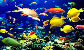 Comas tiene  el acuario más grande de Latinoamérica.